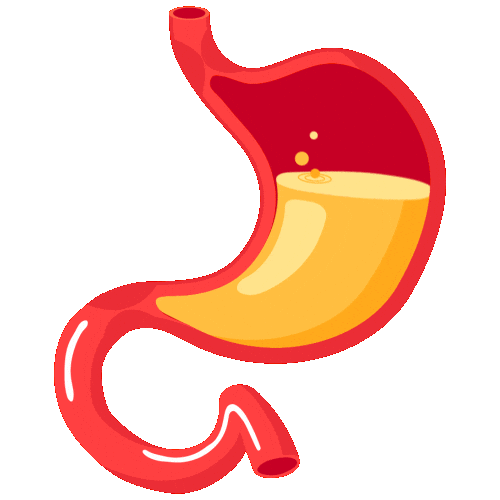 Stomach